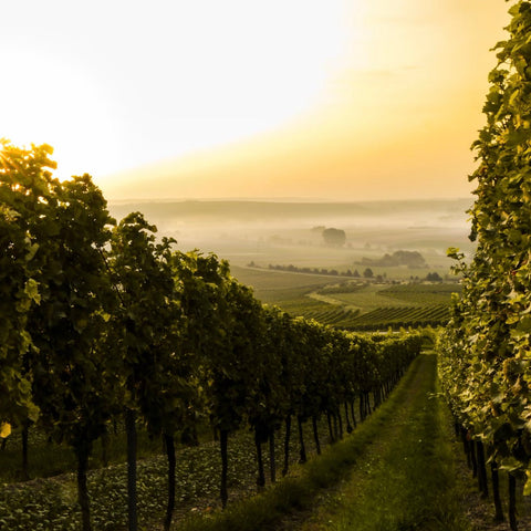 Weingüter weltweit - Burghardt Delicious